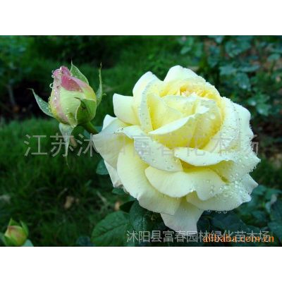供应香水月季花、玫瑰，品种月季花、盆栽月季花